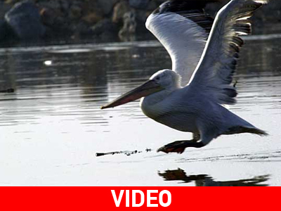 Γνωριμία με το Δέλτα του Έβρου