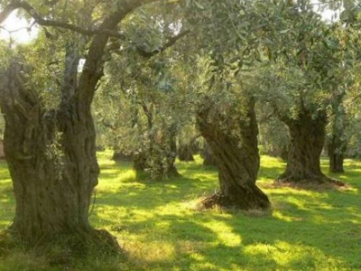 «Μάζεψαν» 350 κιλά ελιάς