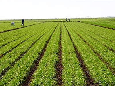 Ημερίδα για τις εναλλακτικές καλλιέργειες στην Κρήτη