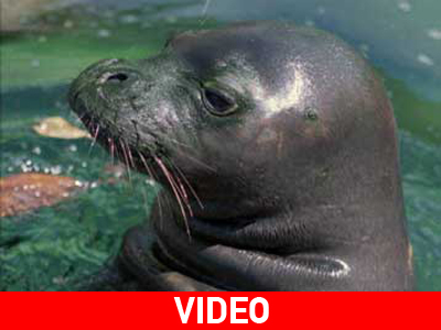 Εκτέλεσαν φώκια εν ψυχρώ!