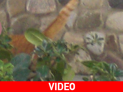 Διάσωση γάτας on camera