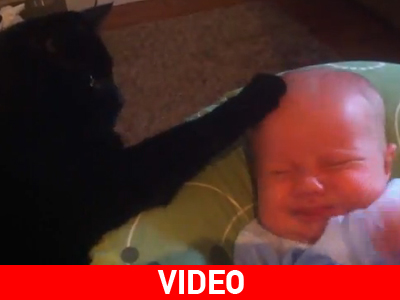 Γάτα σε ρόλο μπέιμπι- σίτερ!