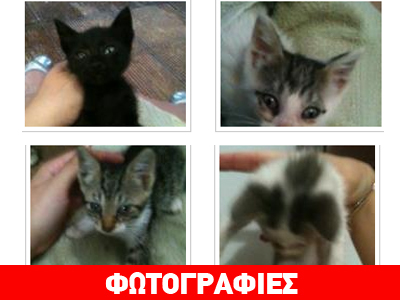 Χαρίζονται γατάκια που βρέθηκαν στα σκουπίδια