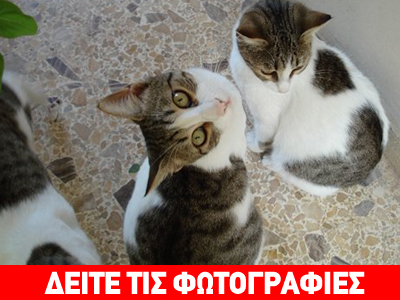 Χαρίζονται γλυκά γατάκια