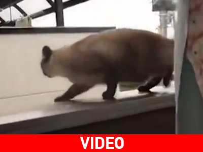 I believe Ι can fly I believe Ι can fly