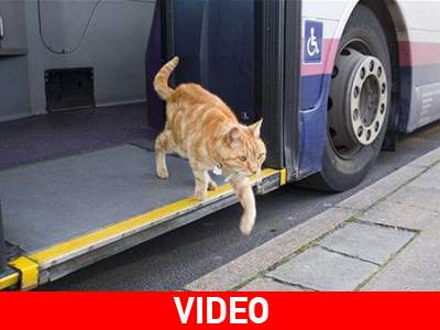 Γάτος παίρνει κάθε μέρα το λεωφορείο!
