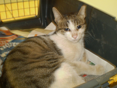 Έκκληση του Συλλόγου Φίλων Ζώων Χαλανδρίου