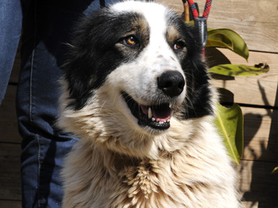 Η Γκρέτα αναζητεί σπίτι