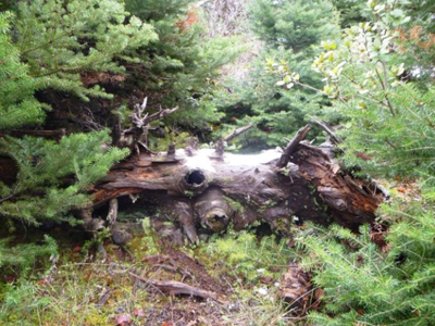 Ευρυτανία:​ Τραγικό τέλος για ηλικιωμένο που είχε εξαφανιστε​ί