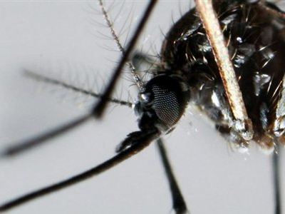 Ο πρώτος νεκρός από τον ιό του Δυτικού Νείλου