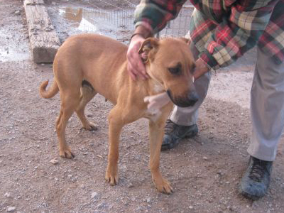 Η Καφετούλα ψάχνει σπίτι