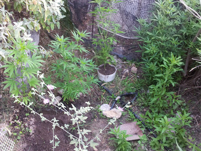 Ρέθυμνο: Κήπος με δενδρύλλια κάνναβης- Σύλληψη τριών ατόμων