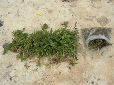 Από κάνναβη άλλο τίποτα!