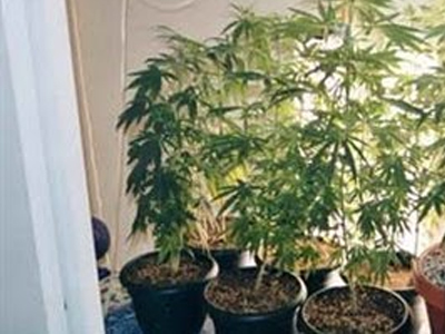 Καλλιεργούσε κάνναβη σε γλάστρα