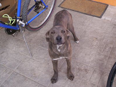 Ψάχνει σπίτι