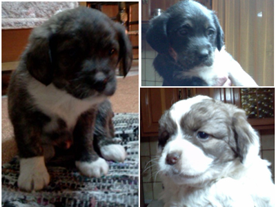 Χαρίζονται κουταβάκια