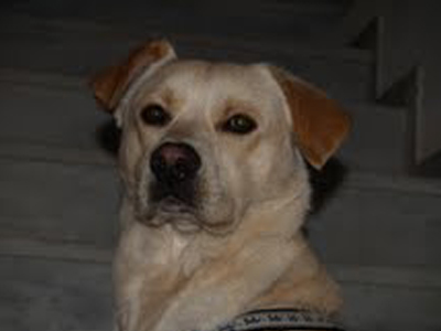 Χάθηκε ημίαιμο λαμπραντόρ στην Αγία Παρασκευή