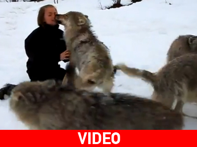 Οι λύκοι φιλούσαν υπέροχα