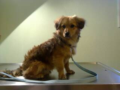 Βρέθηκε να τριγυρνά μόνος