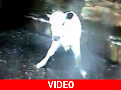 Μοσχαράκι σώζεται από εθελοντές