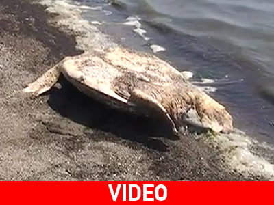 Δέλτα του Έβρου: Εκβράστηκαν νεκρές 13 χελώνες Caretta- Caretta