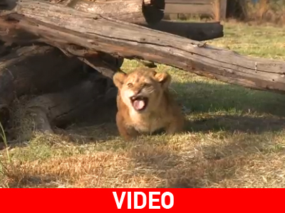 Γλύτωσαν την αιχμαλωσία