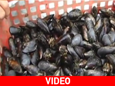 Αλεξανδρούπολη: Κατασχέθηκαν 883 κιλά απαγορευμένα όστρακα