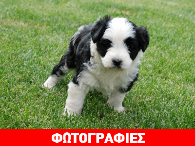 Η μικρή Πάντα να σε αγαπά για… πάντα