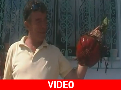 Παντζάρι γίγας στην Πτολεμαΐδα!