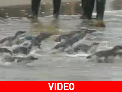 Σώθηκαν από βέβαιο θάνατο και ξανακολυμπούν ελεύθεροι