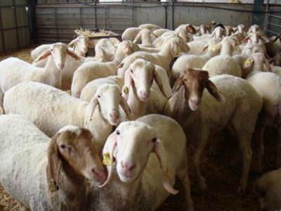 Έκλεψαν 18 αρνιά στην Κωνωπίνα Ξηρομέρου