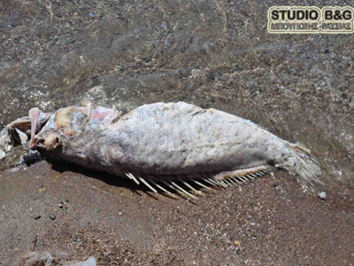 Ναύπλιο: Ένα παράξενο ψάρι έβγαλε ο ναυαγοσώστης Ιορδάνης Δαμιανός