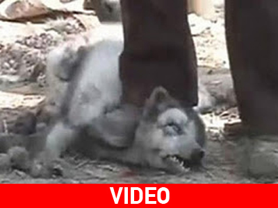 Σοκαριστικές εικόνες από θανατώσεις ζώων