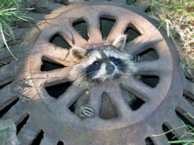 Ρακούν «φράκαρε» σε φρεάτιο υπονόμου