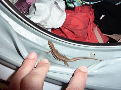 Μπουγάδα με σαύρα