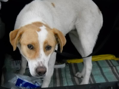 Η Σκάρλετ ψάχνει σπίτι