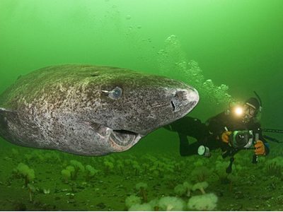 Ο καρχαρίας που χαμογελάει