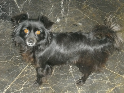 Χαρίζεται η γλυκιά Σίσσυ