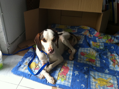 Ζητεί οικογένεια