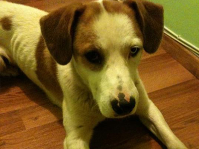 Μπορείτε να βοηθήσετε να βρεθεί ο ιδιοκτήτης του;