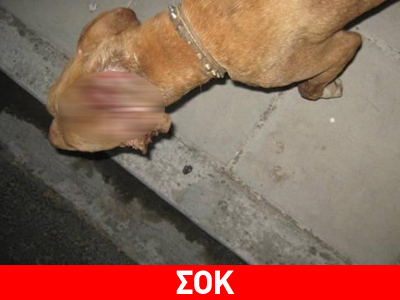 Χτυπούσε τα σκυλιά του με σιδηρολοστό!