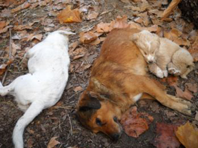 Ν. Ηλείας: Δηλητηριασμένα με φόλα σκυλιά στην Αγία Παρασκευή