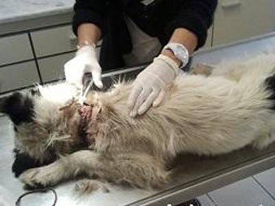 Έσωσαν τη σκυλίτσα με το σχοινί στον λαιμό – Δεν μας ανήκει, απάντησε η ΕΑΒ