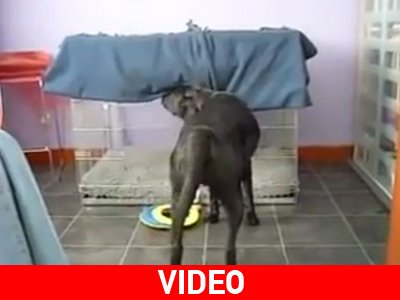 Όταν ο σκύλος κρυώνει… ξέρει τι να κάνει