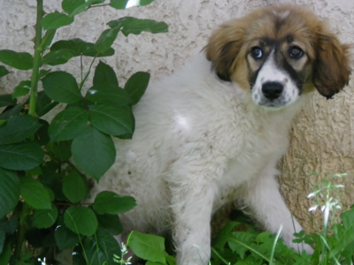 Γλυκιά σαν… Σουμάδα: Αν της κάνετε θα σας… υιοθετήσει