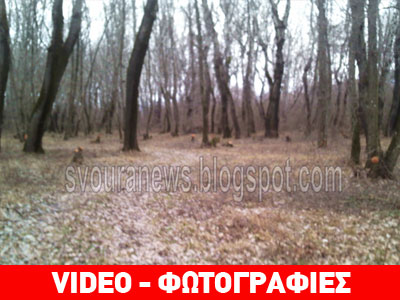«Ξερίζωσαν» το δάσος Μεσοποταμίας στην Καστοριά