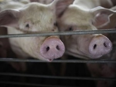 Έκλεψαν ταΐστρες γουρουνιών και τους συνέλαβαν