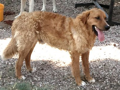 Ο Τόνυ αναζητεί σπίτι