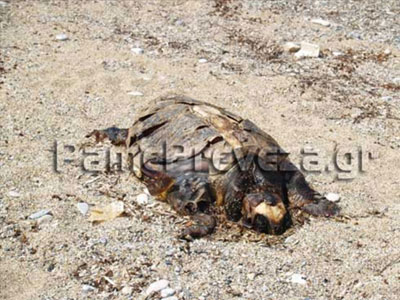 Ακόμα μία νεκρή θαλάσσια χελώνα εντοπίστηκε στην Πρέβεζα