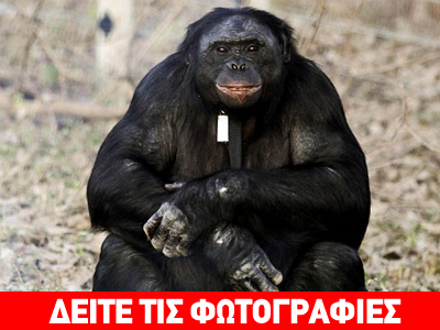 Ο χιμπατζής που ανάβει φωτιά και μαγειρεύει